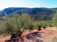 Andalusia is famous for its olive groves