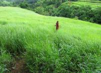 Green Meadow Landscapes of Sukawati