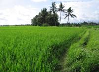 my favorite way through the rice fields of Gelumpang behind our house
