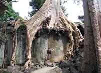 nature takes everything back (Ta Phrom in Cambodia)