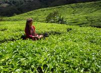 tea plantation (Camaroon Highlands - Malaysia)