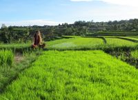 Dewi Sri - I love to sit in a rice field - Jatiluwih
