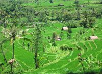 Dewi Sri - rice paddy Sidemen - East Bali